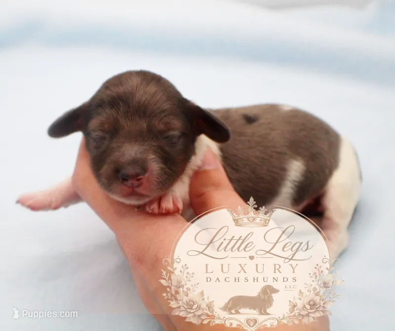 AKC Sage – Miniature Dachshund puppy for sale in Christiansburg, VA