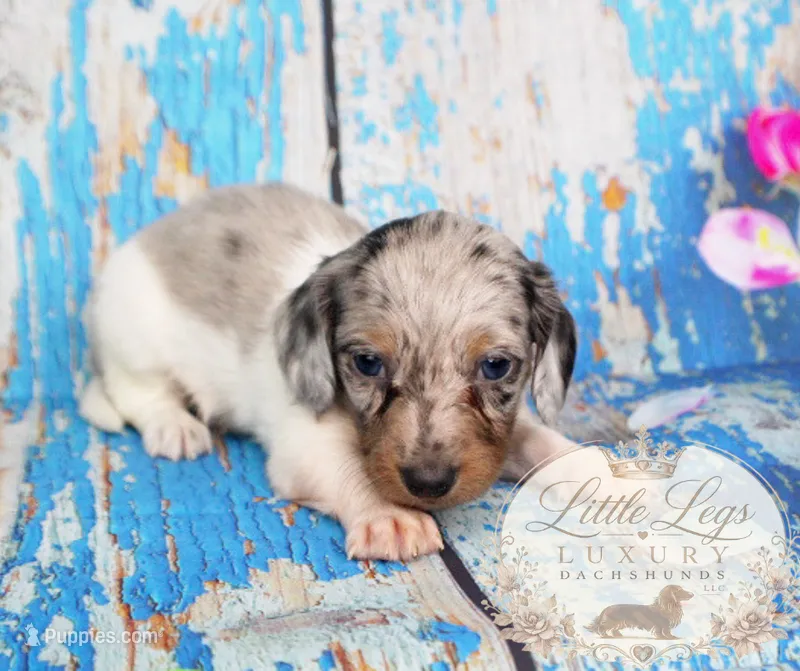 AKC Clover – Miniature Dachshund puppy for sale in Christiansburg, VA