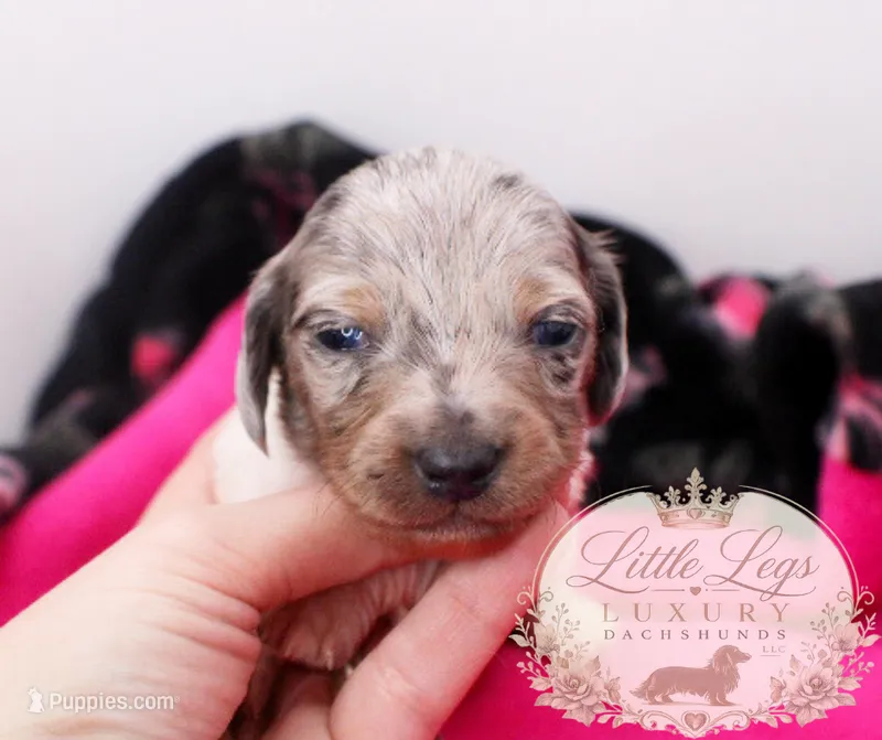 AKC Clover – Miniature Dachshund puppy for sale in Christiansburg, VA