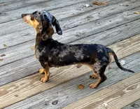 AKC Luna, a female Miniature Dachshund for sale in Christiansburg, VA – Photo 7 of 7
