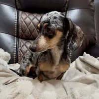 AKC Luna, a female Miniature Dachshund for sale in Christiansburg, VA – Photo 6 of 7