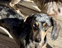 AKC Luna, a female Miniature Dachshund for sale in Christiansburg, VA – Photo 4 of 7