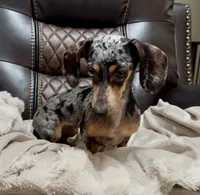 AKC Luna, a female Miniature Dachshund for sale in Christiansburg, VA – Photo 3 of 7