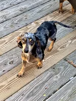 AKC Luna, a female Miniature Dachshund for sale in Christiansburg, VA – Photo 2 of 7
