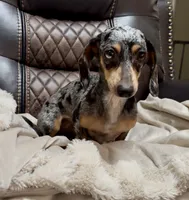 AKC Luna, a female Miniature Dachshund for sale in Christiansburg, VA – Photo 1 of 7