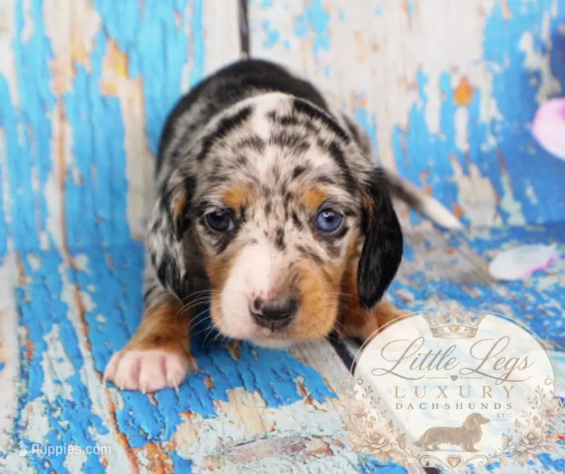 AKC Reef – Miniature Dachshund puppy for sale in Christiansburg, VA