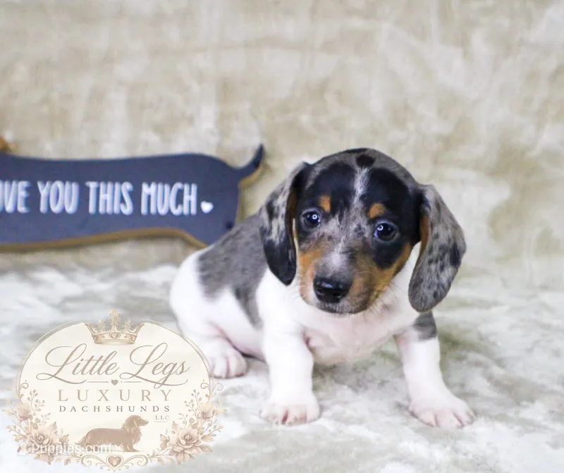 AKC Heath – Miniature Dachshund puppy for sale in Christiansburg, VA