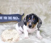 AKC Heath, a male Miniature Dachshund for sale in Christiansburg, VA – 1 of 4