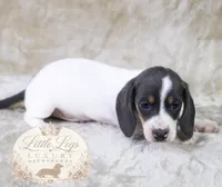 AKC Skipper, a male Miniature Dachshund for sale in Christiansburg, VA – 2 of 3