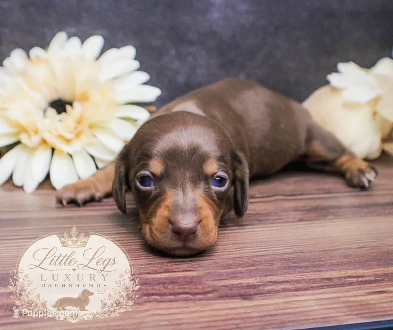 AKC Aster – Miniature Dachshund puppy for sale in Christiansburg, VA