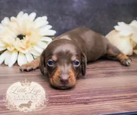 AKC Aster, a female Miniature Dachshund for sale in Christiansburg, VA – 1 of 4