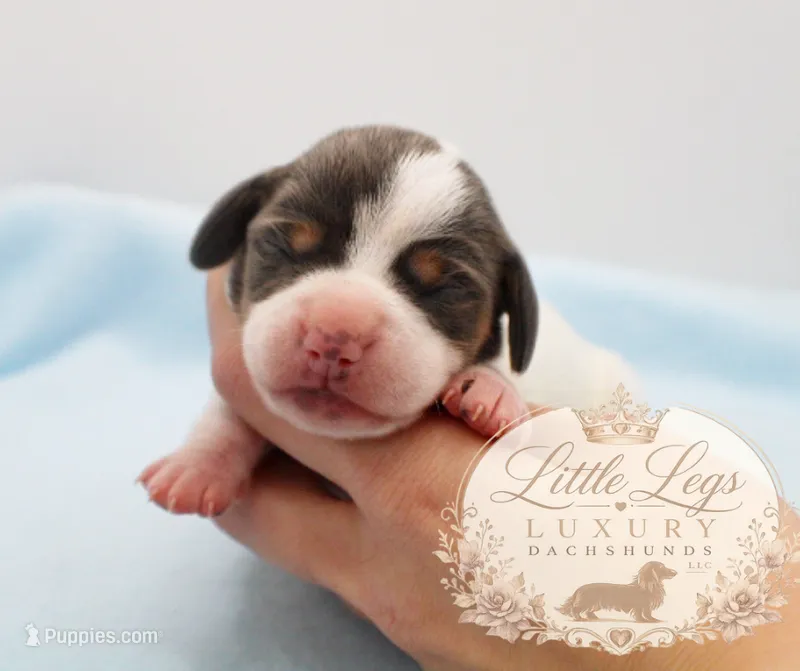 AKC Skipper – Miniature Dachshund puppy for sale in Christiansburg, VA