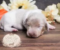 CKC Bramley, a male Miniature Dachshund for sale in Christiansburg, VA – 2 of 4