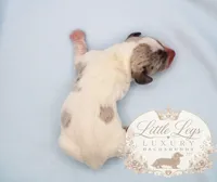 AKC Sailor, a male Miniature Dachshund for sale in Christiansburg, VA – 2 of 4