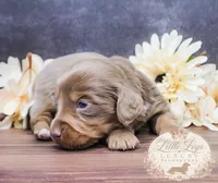 AKC Eclipse, a male Miniature Dachshund for sale in Christiansburg, VA – 2 of 3