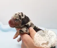 AKC Reef, a male Miniature Dachshund for sale in Christiansburg, VA – 4 of 4