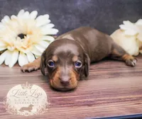 AKC Aster, a female Miniature Dachshund for sale in Christiansburg, VA – 4 of 4
