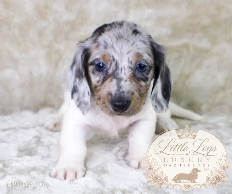AKC Clover – Miniature Dachshund puppy for sale in Christiansburg, VA