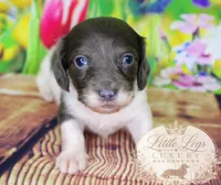 AKC Basil, a male Miniature Dachshund for sale in Christiansburg, VA – 3 of 4