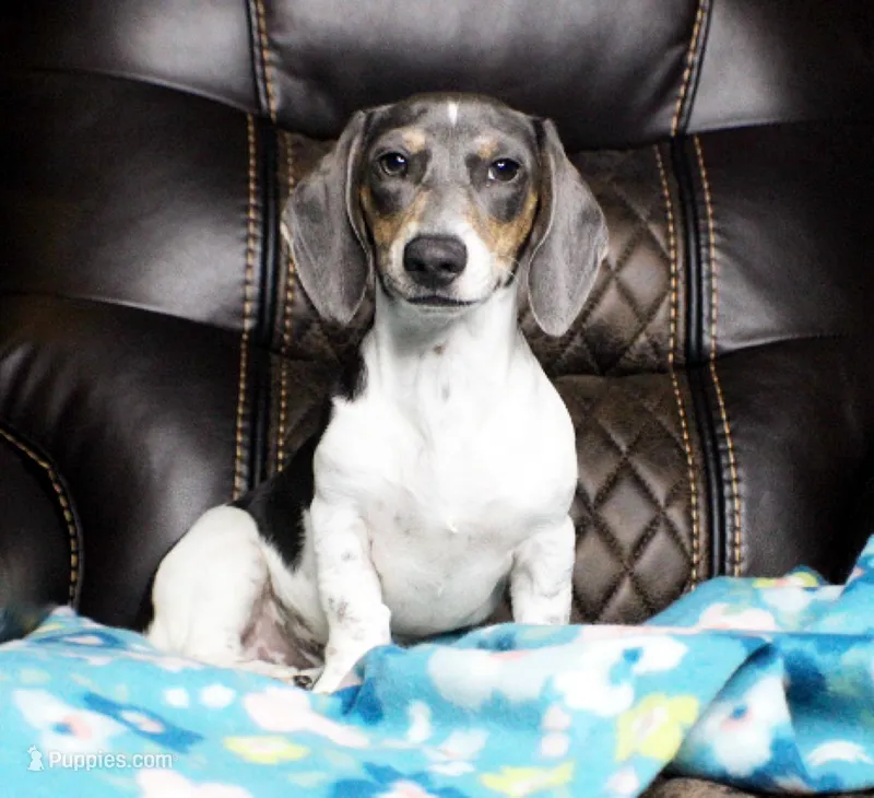AKC Aspen – Miniature Dachshund puppy for sale in Christiansburg, VA