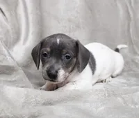 AKC Aspen, a male Miniature Dachshund for sale in Christiansburg, VA – Photo 2 of 3