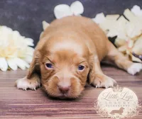 AKC Ember, a female Miniature Dachshund for sale in Christiansburg, VA – 3 of 4
