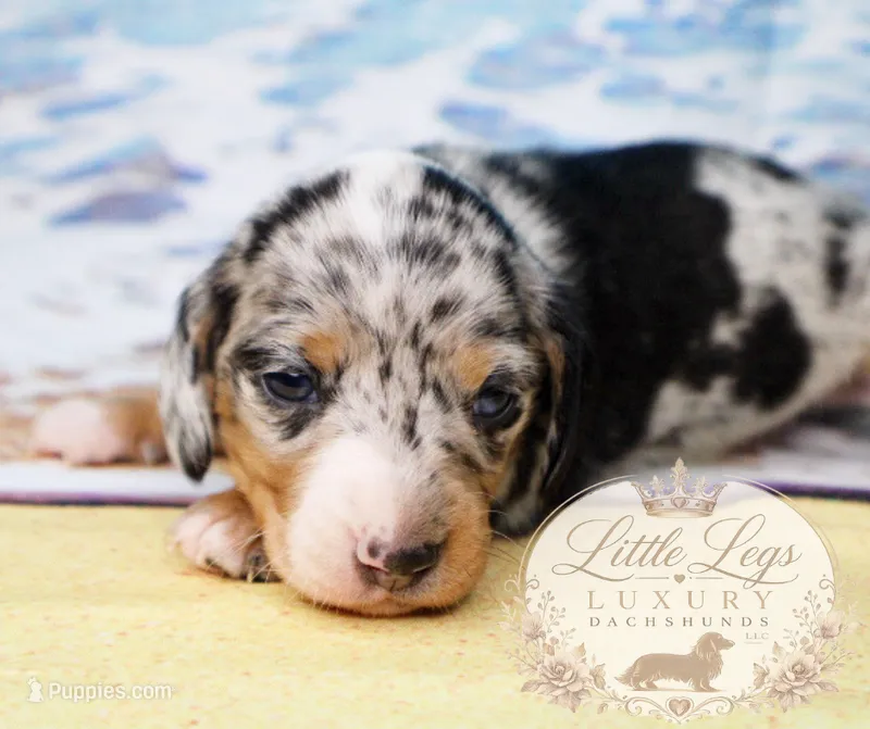 AKC Reef – Miniature Dachshund puppy for sale in Christiansburg, VA