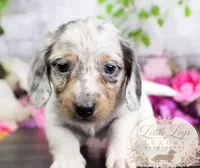 AKC Clover, a male Miniature Dachshund for sale in Christiansburg, VA – 4 of 5