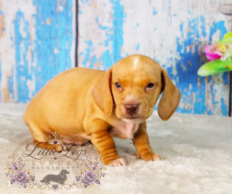 AKC Hunter – Miniature Dachshund puppy for sale in Christiansburg, VA