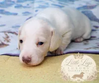 AKC Cove, a male Miniature Dachshund for sale in Christiansburg, VA – 3 of 4