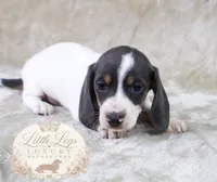 AKC Skipper, a male Miniature Dachshund for sale in Christiansburg, VA – 3 of 3