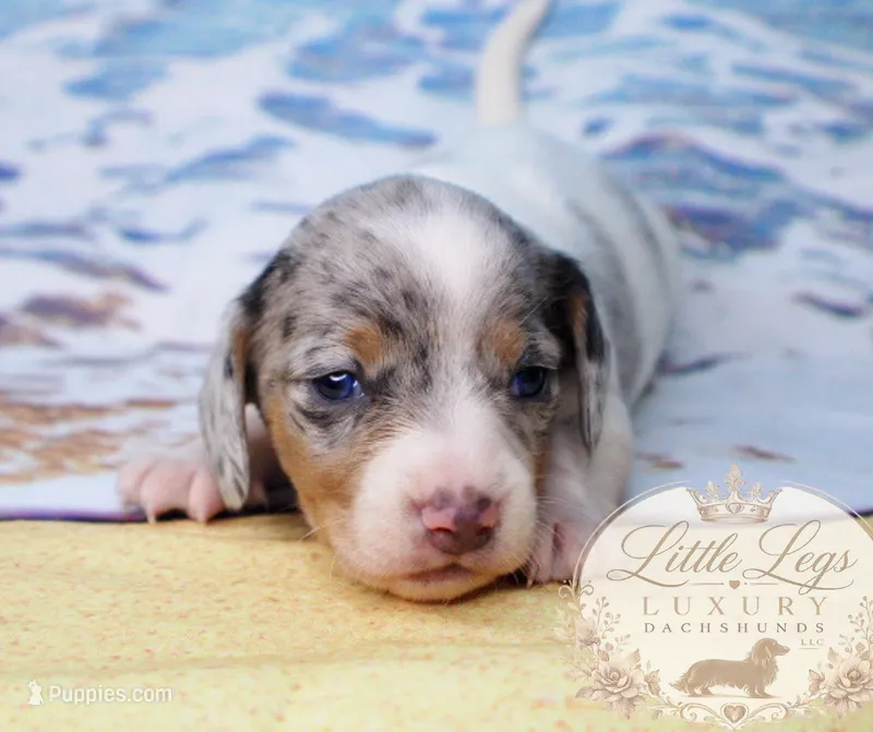 AKC Sailor – Miniature Dachshund puppy for sale in Christiansburg, VA