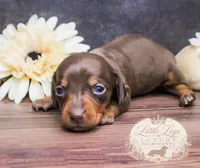 AKC Aster, a female Miniature Dachshund for sale in Christiansburg, VA – 2 of 4