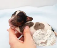 AKC Heath, a male Miniature Dachshund for sale in Christiansburg, VA – 2 of 4