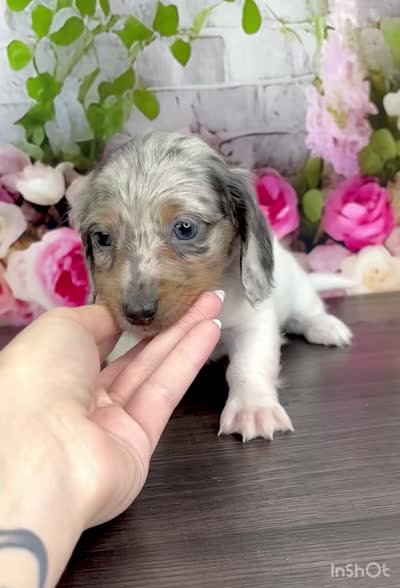 AKC Clover, a male Miniature Dachshund for sale in Christiansburg, VA – 5 of 5