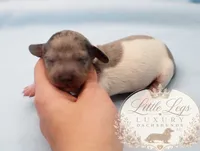 AKC Clover, a male Miniature Dachshund for sale in Christiansburg, VA – 1 of 3