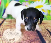 AKC Primrose, a male Miniature Dachshund for sale in Christiansburg, VA – 2 of 4