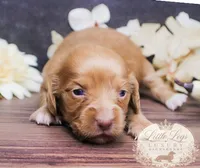 AKC Ember, a female Miniature Dachshund for sale in Christiansburg, VA – 2 of 4