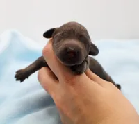 CKC Mike, a male Miniature Dachshund for sale in Christiansburg, VA – Photo 4 of 4