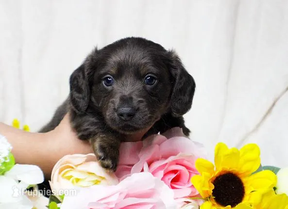 CKC Mike – Miniature Dachshund puppy for sale in Christiansburg, VA