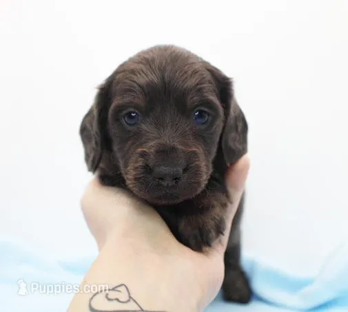 CKC Mike – Miniature Dachshund puppy for sale in Christiansburg, VA