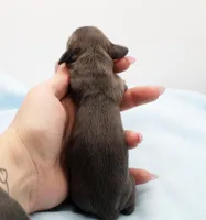 CKC Mike, a male Miniature Dachshund for sale in Christiansburg, VA – Photo 3 of 4