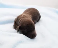 CKC Mike, a male Miniature Dachshund for sale in Christiansburg, VA – Photo 2 of 4