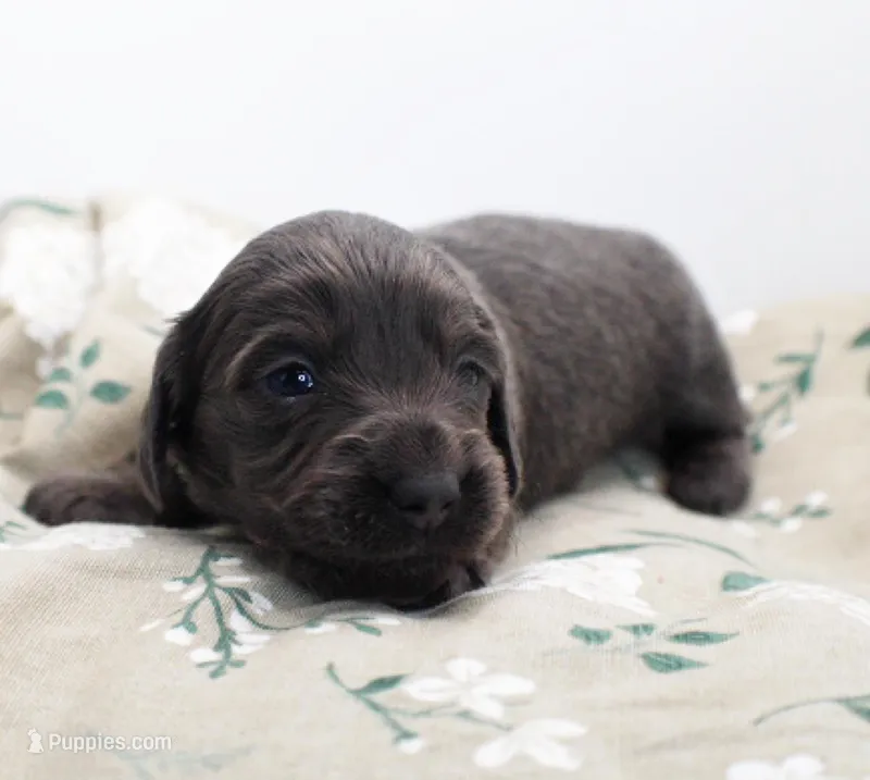 CKC Mike – Miniature Dachshund puppy for sale in Christiansburg, VA