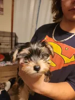 Boss, a male Yorkshire Terrier for sale in Kyle, TX – 3 of 3