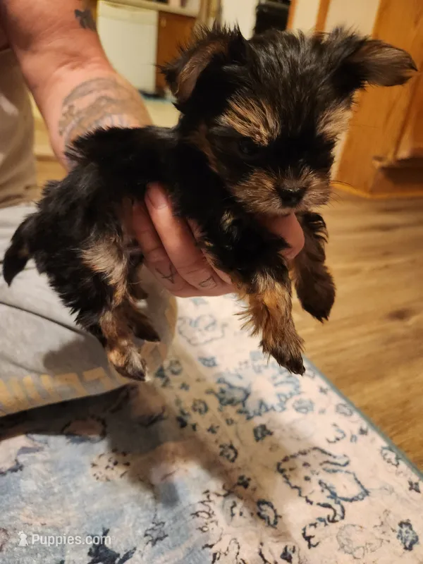 Female 2 – Yorkshire Terrier puppy for sale in Kyle, TX