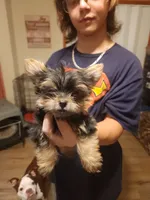 Cooter, a male Yorkshire Terrier for sale in Kyle, TX – 2 of 3