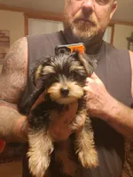 Boss, a male Yorkshire Terrier for sale in Kyle, TX – 2 of 3