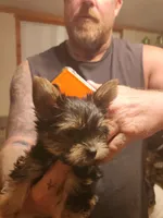 Cooter, a male Yorkshire Terrier for sale in Kyle, TX – 3 of 3