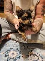 Male 2, a male Yorkshire Terrier for sale in Kyle, TX – 1 of 1